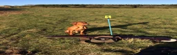 Hungarian Vizsla dogs for sale: Stunning KC registered Hungarian Vizsla Puppies  - Advert 11
