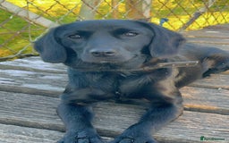 Cockerdor dogs for sale: Labrador x spaniel - Image 2