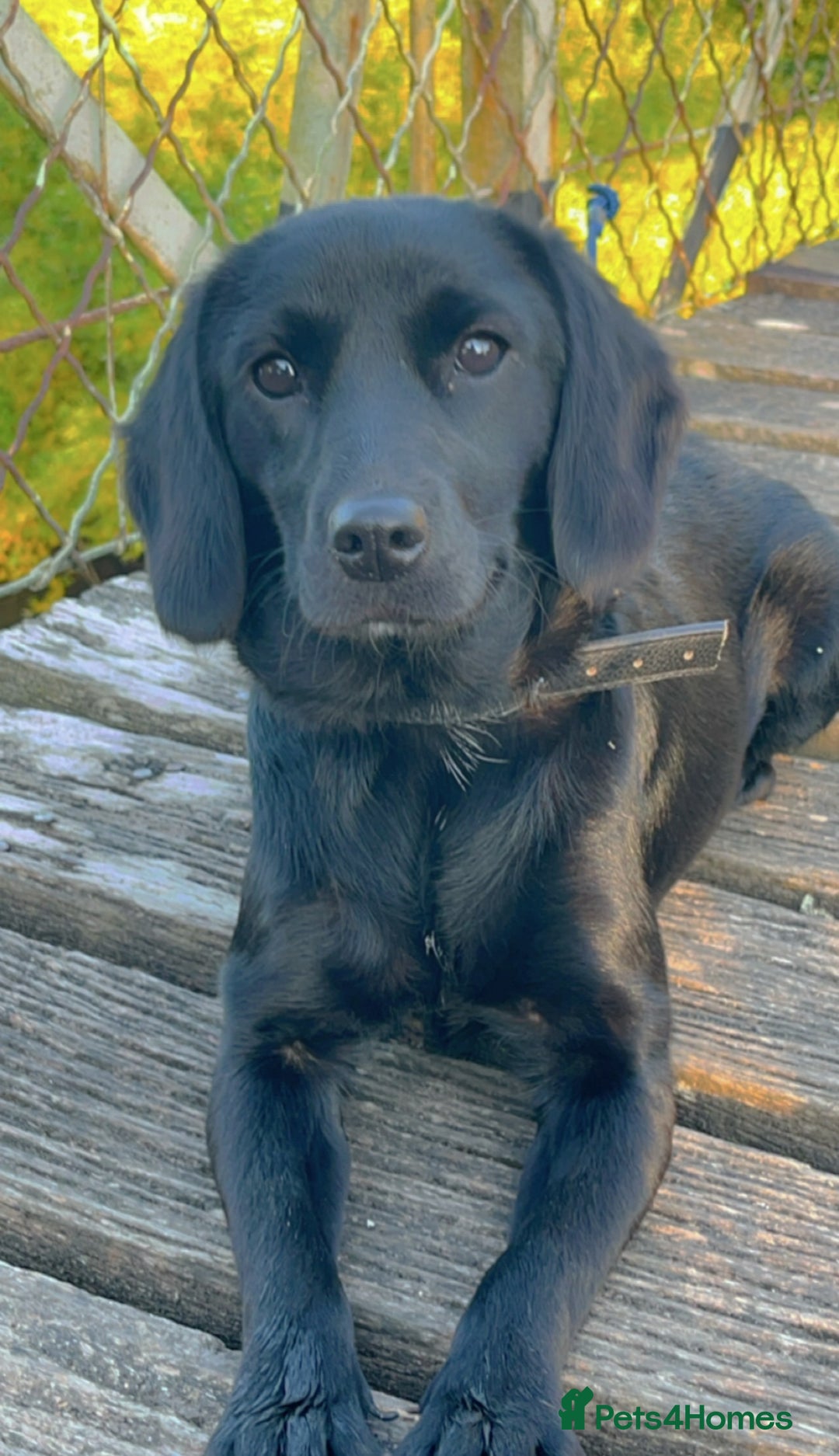 Cockerdor dogs for sale: Labrador x spaniel - Image 2