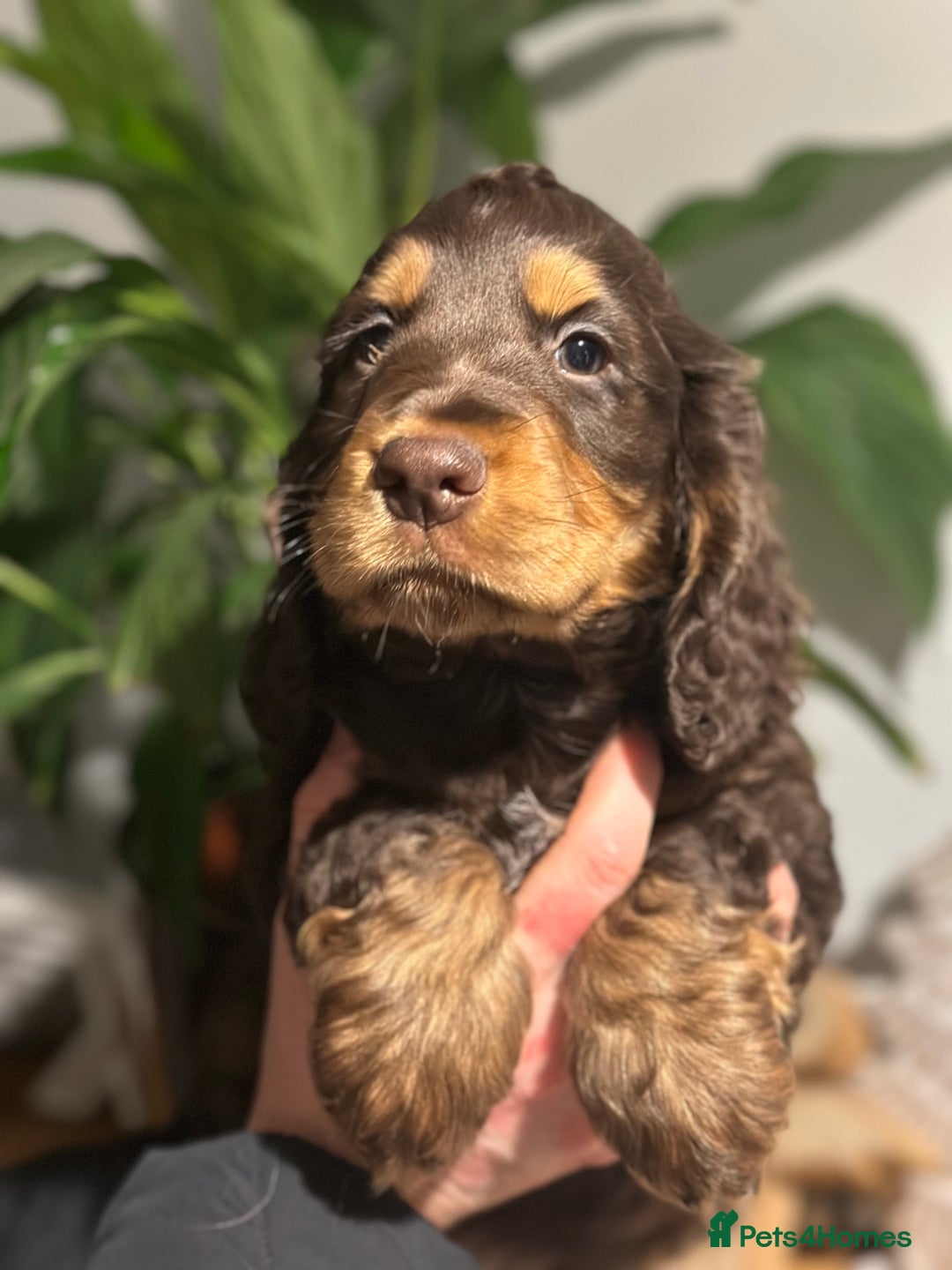 Cocker Spaniel dogs for sale: Beautiful Cocker spaniel pups ready this weekend - Advert 20