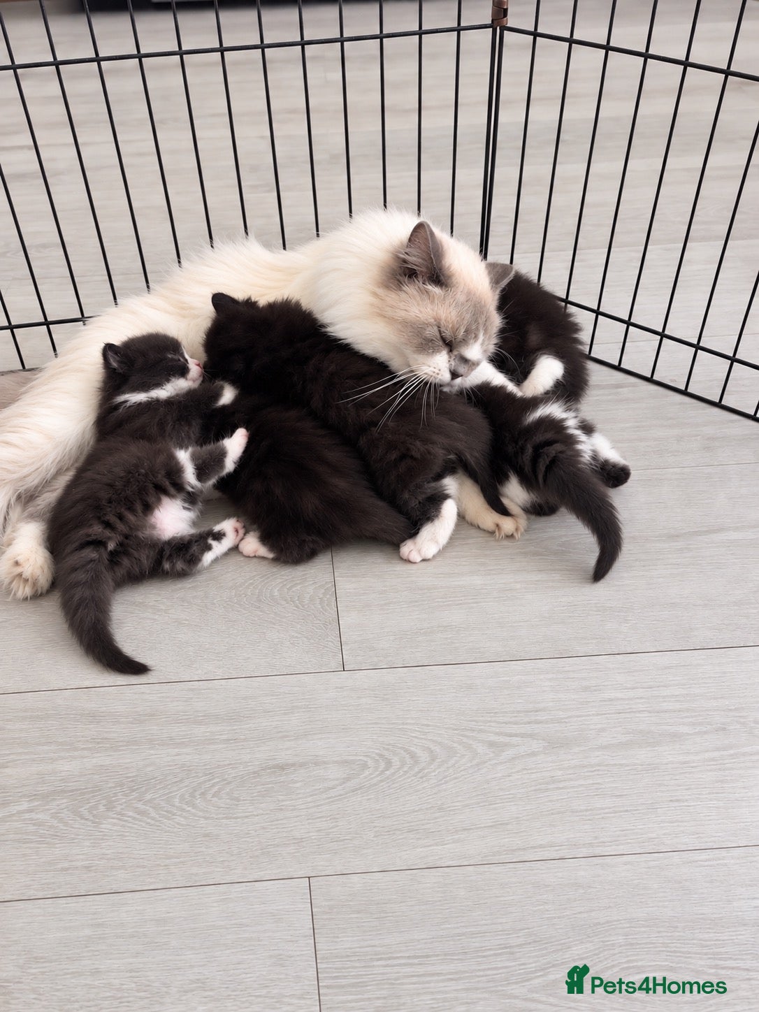 Persian cats Half Persian Kittens - Advert 2