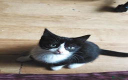 Khao Manee cats for sale: Mixed price Khao Manee kittens  - Image 15