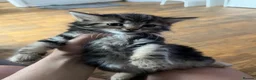 Mixed Breed cats for sale: 5 cute kittens for sale 🐾🐾🥹 - Advert 2
