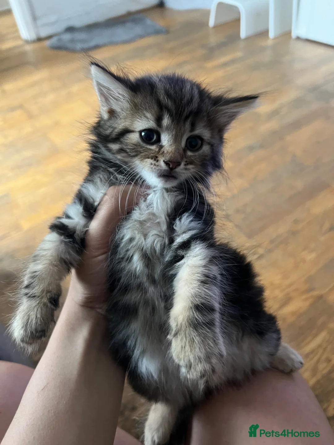 Mixed Breed cats for sale: 5 cute kittens for sale 🐾🐾🥹 - Advert 2