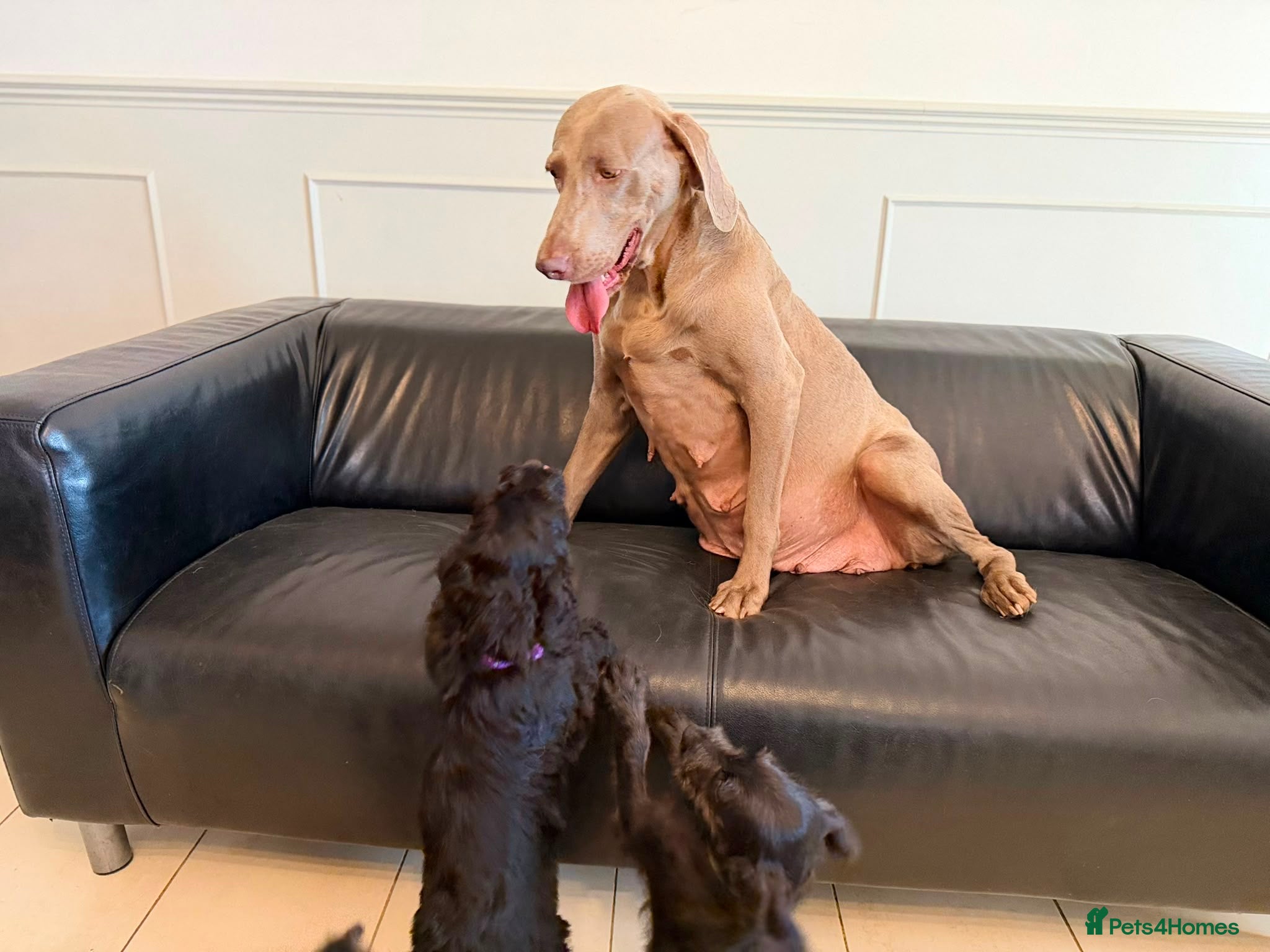 Weimaraner dogs Adorable Weimadoodle  Puppies - Advert 2