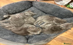 Mixed Breed cats for sale: 6 very fluffy grey kittens - Image 5