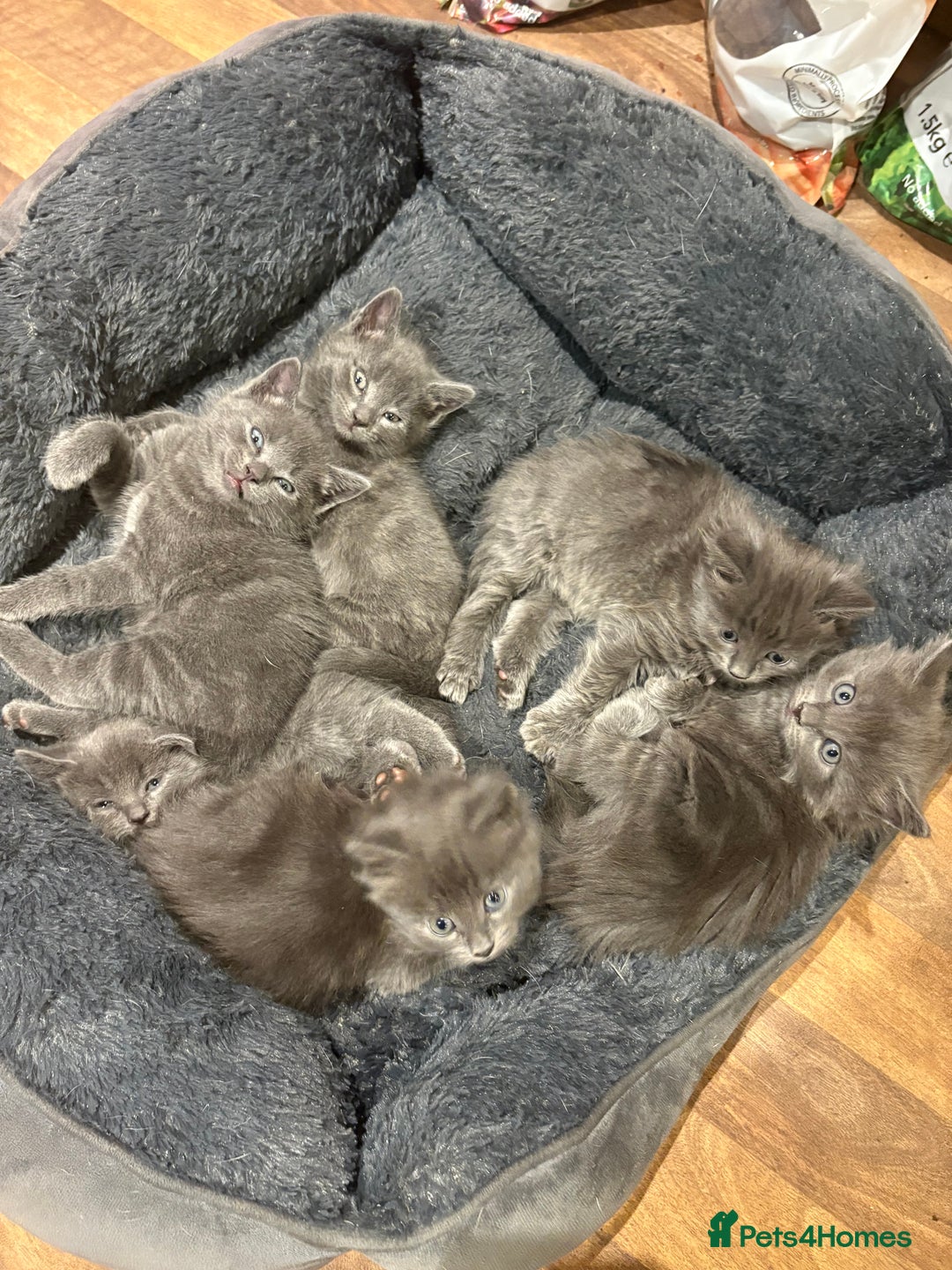 Mixed Breed cats for sale: 6 very fluffy grey kittens - Image 5