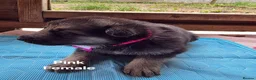 German Shepherd dogs for sale: Top blood line German Shpherd Puppies GSD KC REG in Stockport - Advert 17