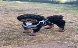 Shihpoo dogs for stud: Shih-poo for stud - Image 3