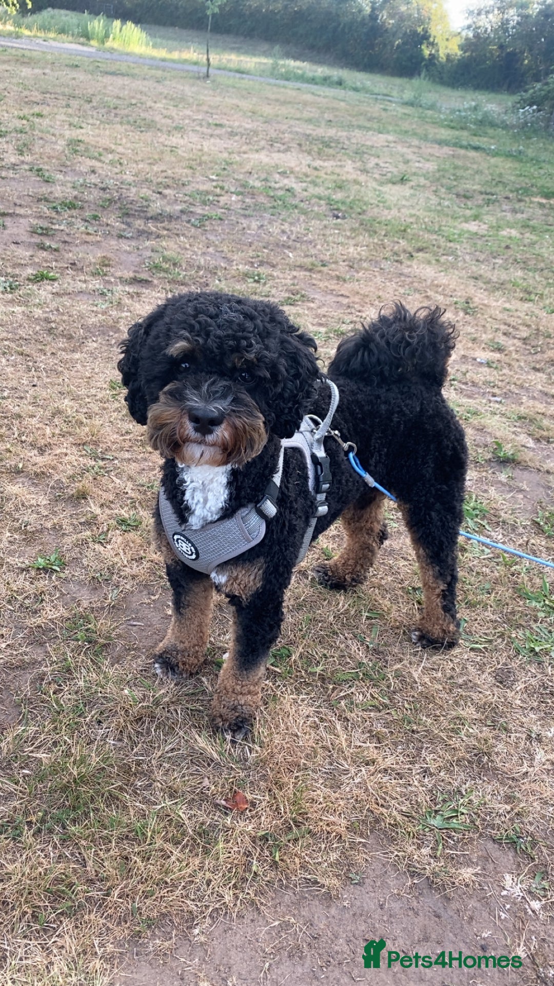 Shihpoo dogs for stud: Shih-poo for stud - Image 3