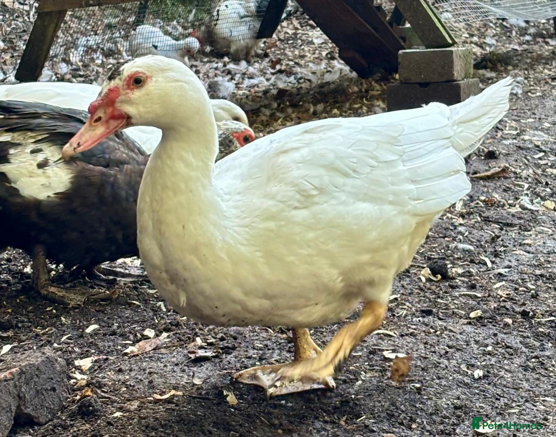 Ducks poultry Muscovy Ducks - Advert 9