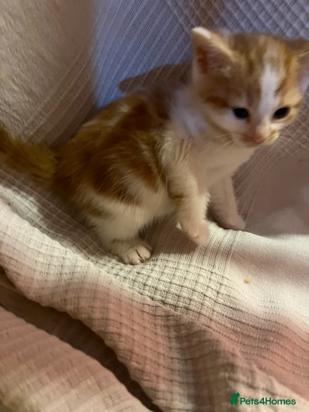 Mixed Breed cats for sale: Beautiful ginger kittens  - Advert 6