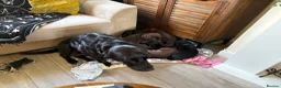 Mixed Breed dogs for sale: Lab Viszlas - Ready to go!  - Advert 3