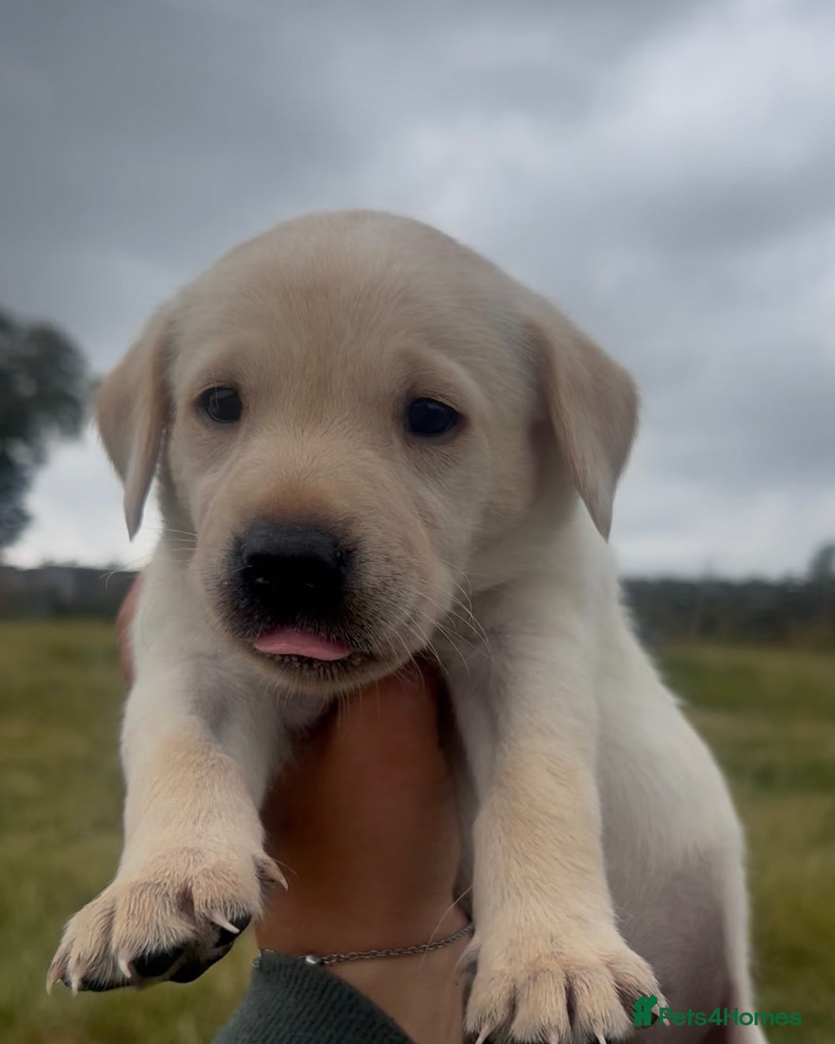 Labrador Retriever dogs KC Labrador puppies  - Advert 3