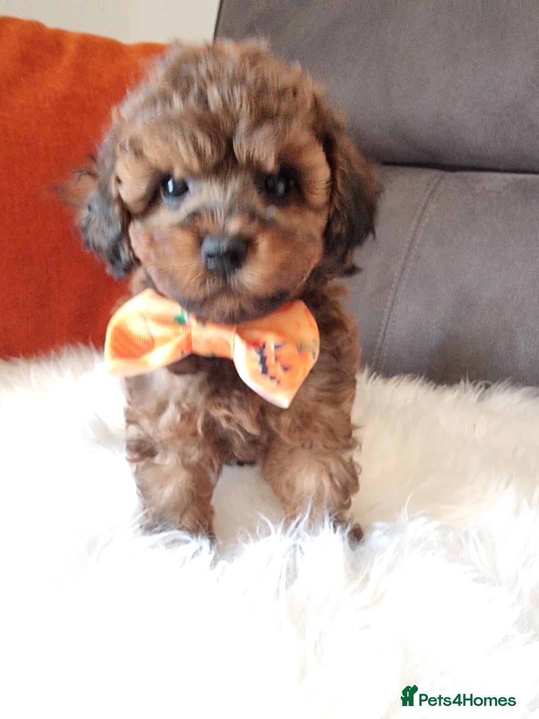 Cockapoo dogs for sale: Adorable best friend pups, sold fully vaccinated - Image 12