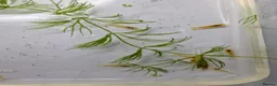 Shrimps fish for sale: Yellow Cherry Shrimp – Neocaridina Aquarium Shrimp - Advert 2