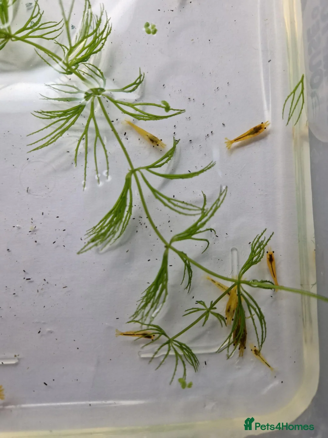 Shrimps fish for sale: Yellow Cherry Shrimp – Neocaridina Aquarium Shrimp - Advert 2