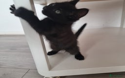 European cats for sale: Black male kitten - Image 6