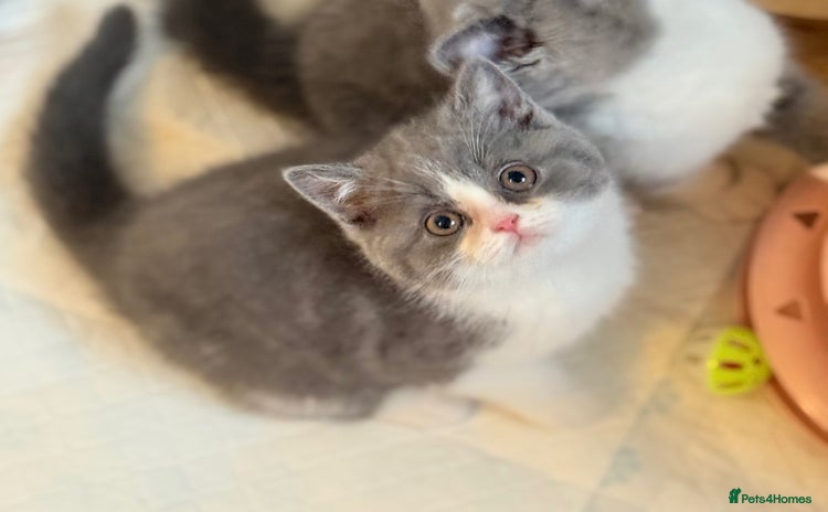 British Shorthair cats - Advert 6