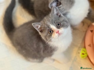 British Shorthair cats - Advert 17