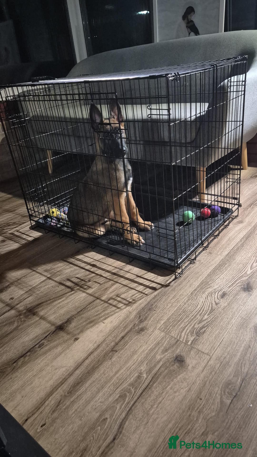 Belgian Shepherd Dog dogs for sale: Belgian Shepherd - Advert 2