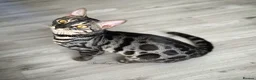 Bengal cats for sale: 🌟pedigree bengal kittens🌟 - Advert 9