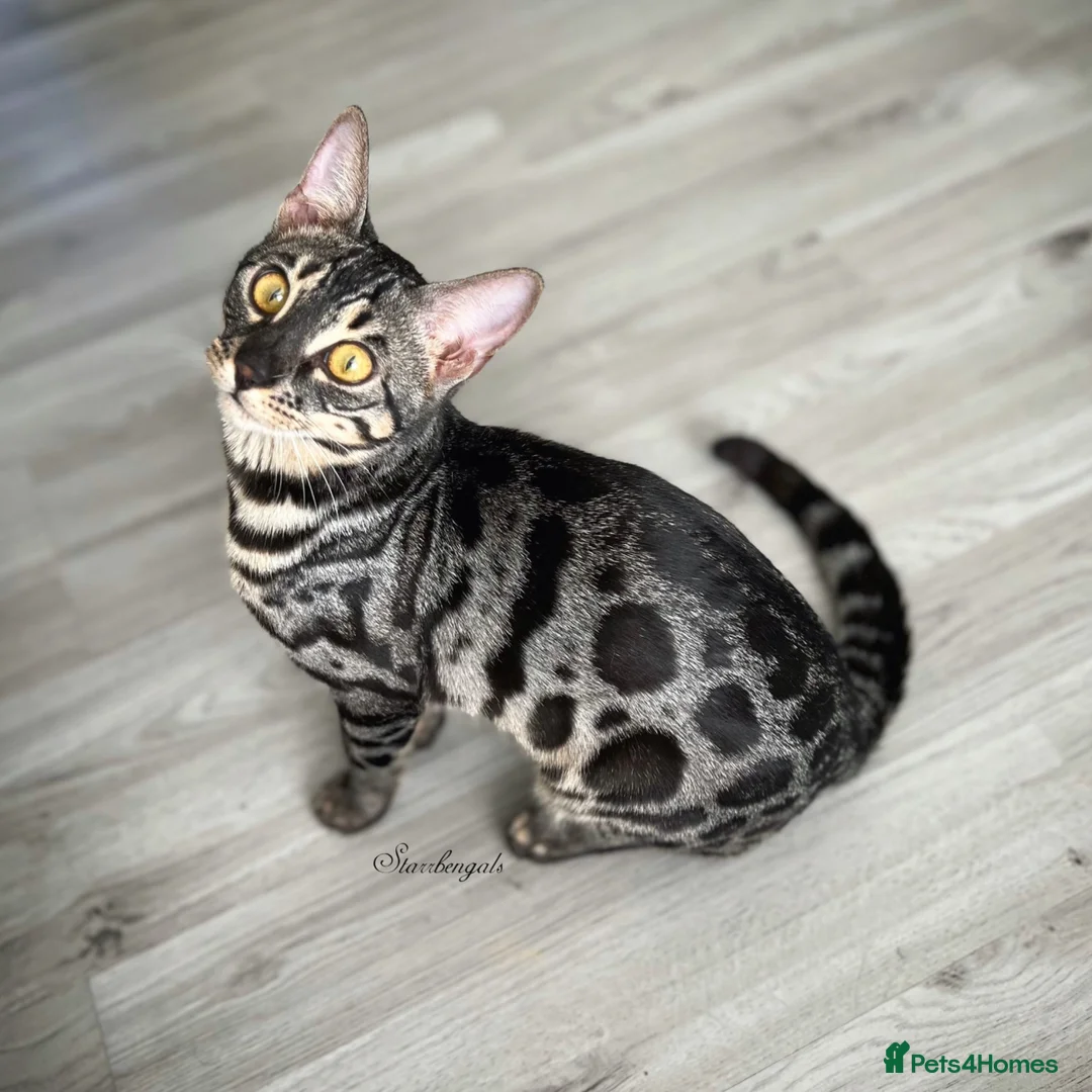 Bengal cats for sale: 🌟pedigree bengal kittens🌟 - Advert 2