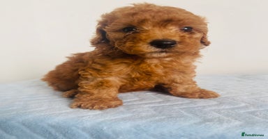 Maltipoo dogs 🐾 🌟 Maltipoo Puppies⭐️ READY NOW   - Advert 5