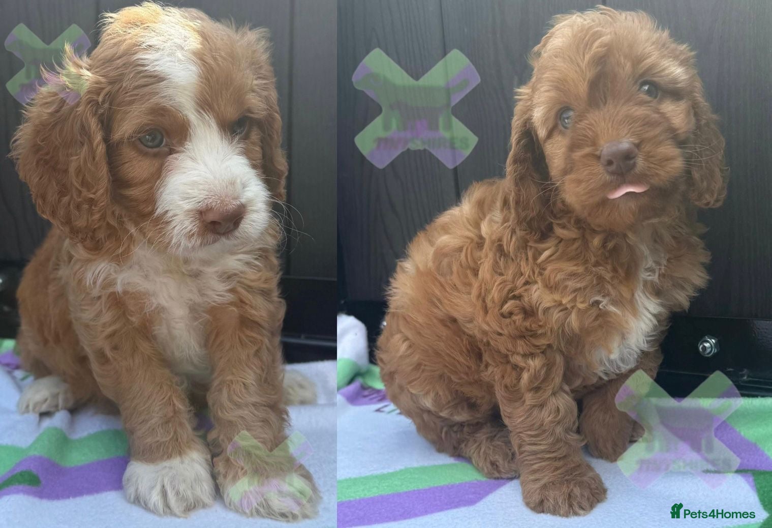 Cockapoo dogs F1 fox red mini cockapoos 30 dna health tested clr - Advert 1