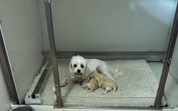 Maltipoo dogs for sale: Beautiful little girl available - Image 2