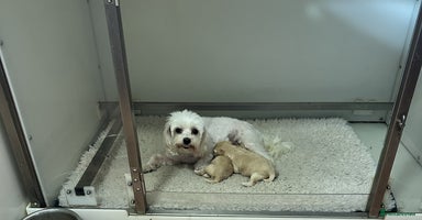 Maltipoo dogs - Advert 3