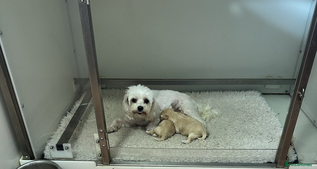 Maltipoo dogs for sale: Beautiful little girl available - Image 2