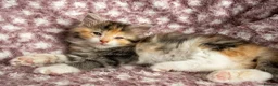 Maine Coon cats for sale: Beautiful Maine Coon Kittens - Advert 8
