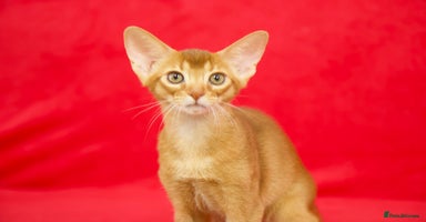Abyssinian cats - Advert 10