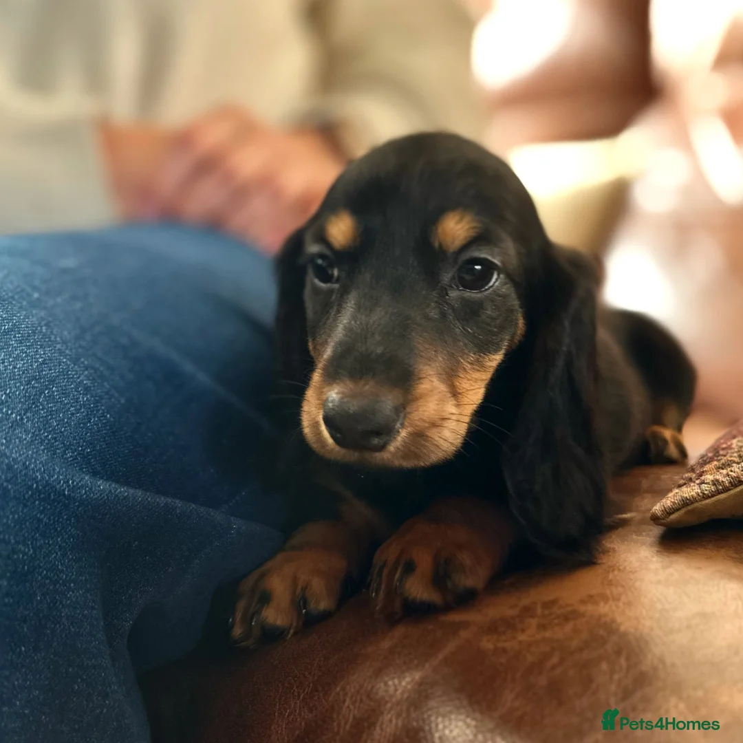 Dachshund dogs for stud: Standard Silver Dapple Long Haired Dachshund Stud in Bishop Auckland - Advert 16