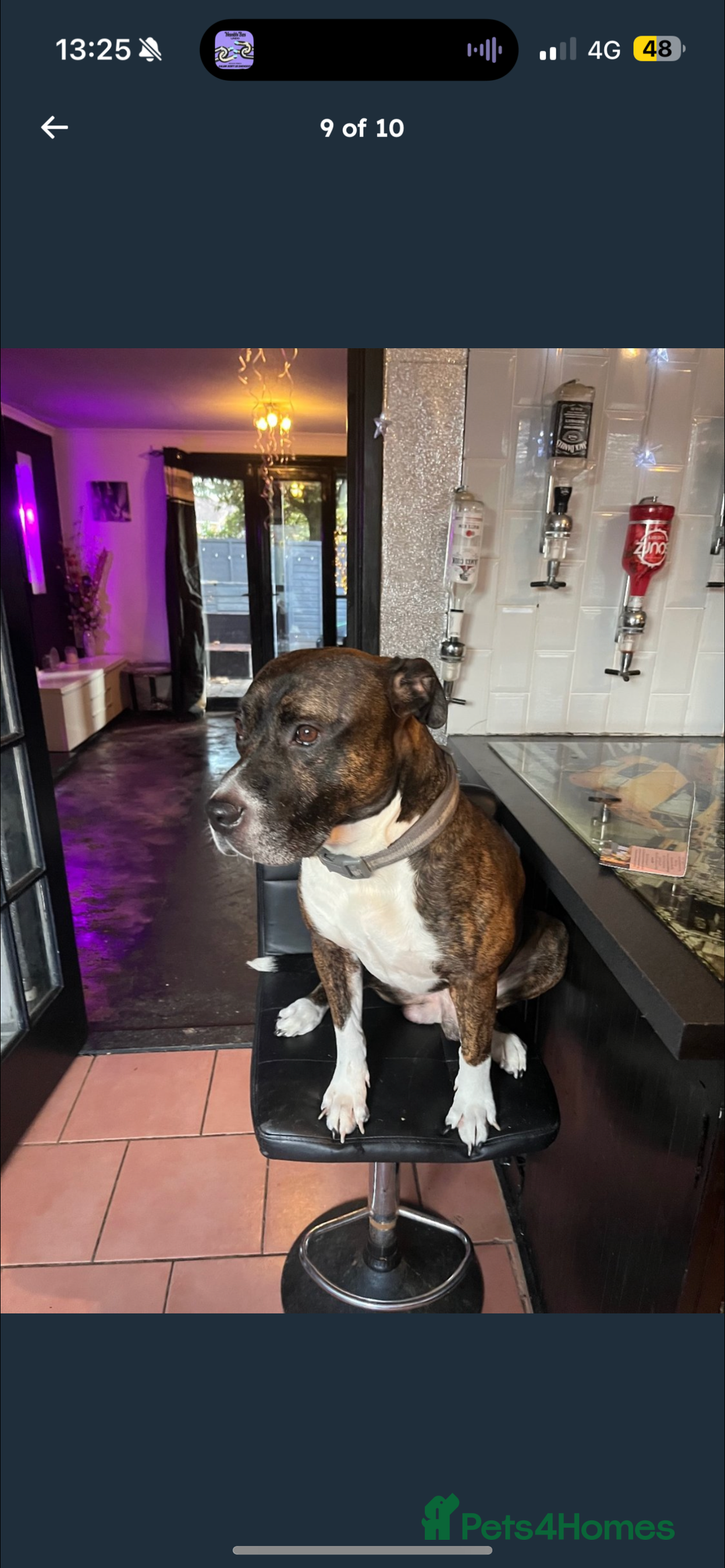 Mixed Breed dogs for sale: Maxi  - Image 6