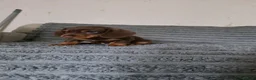 Miniature Dachshund dogs for sale: Mini dashunds puppies in Canterbury - Advert 8
