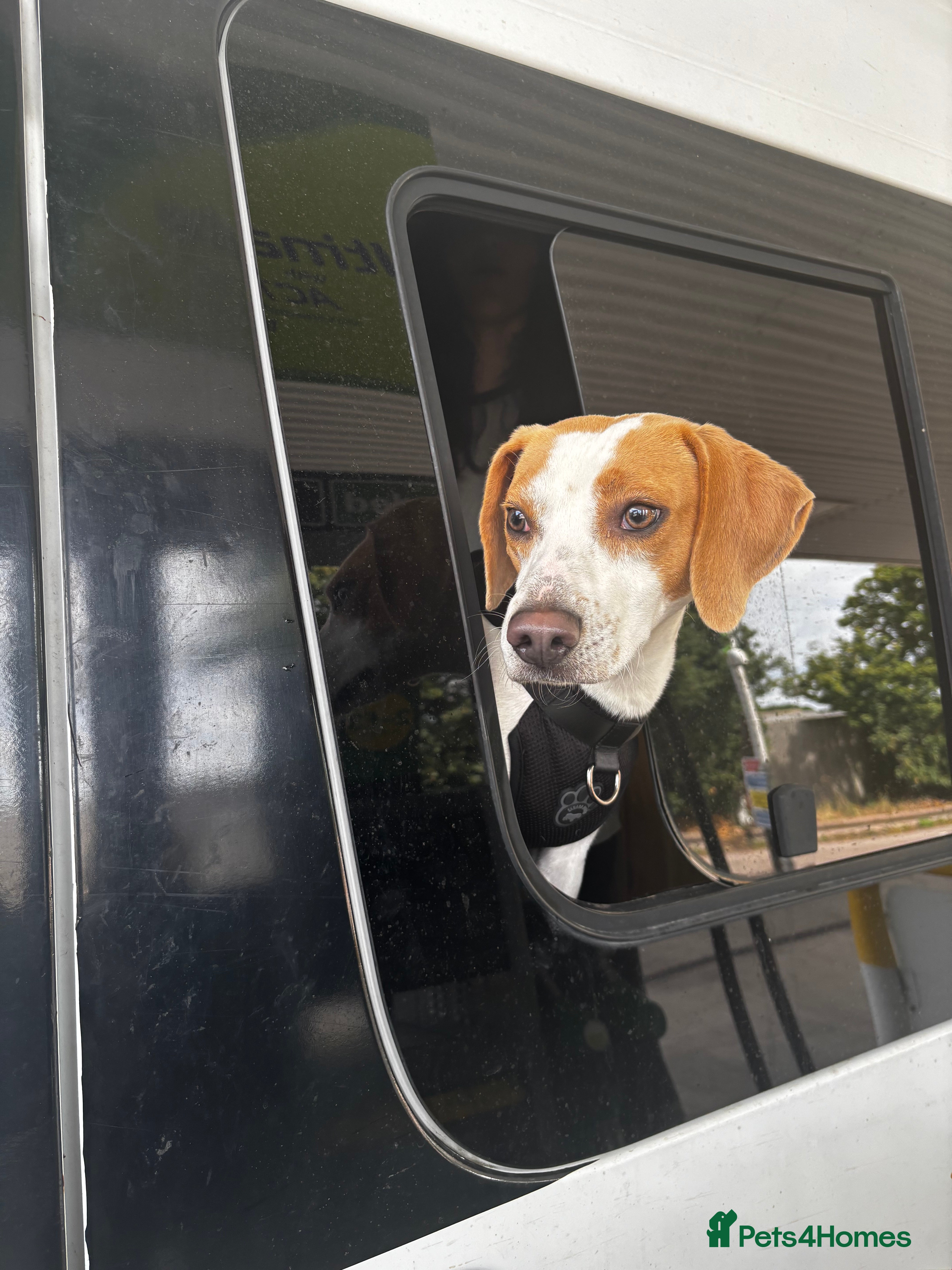 Mixed Breed dogs Beagle for sale  - Advert 2