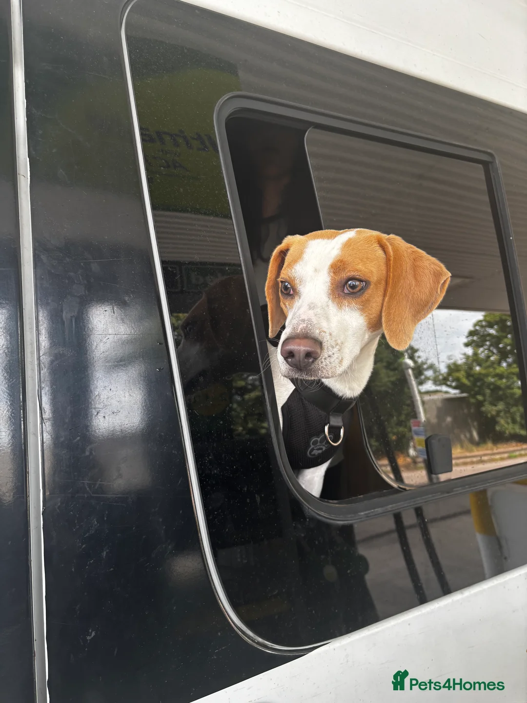 Mixed Breed dogs for sale: Beagle for sale  - Advert 1