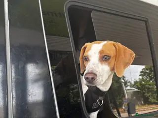 Mixed Breed dogs Beagle for sale - Advert 1