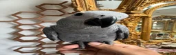 Parrots birds for sale: Baby African grey parrot  in Birmingham - Advert 1