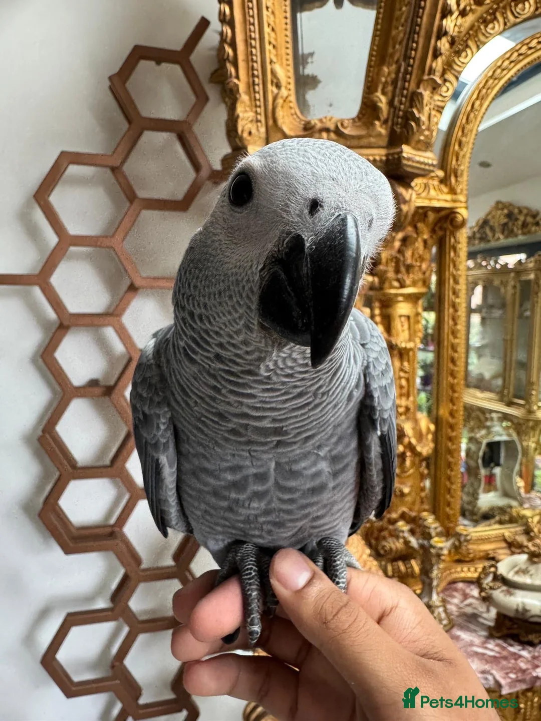 Parrots birds for sale: Baby African grey parrot  in Birmingham - Advert 1