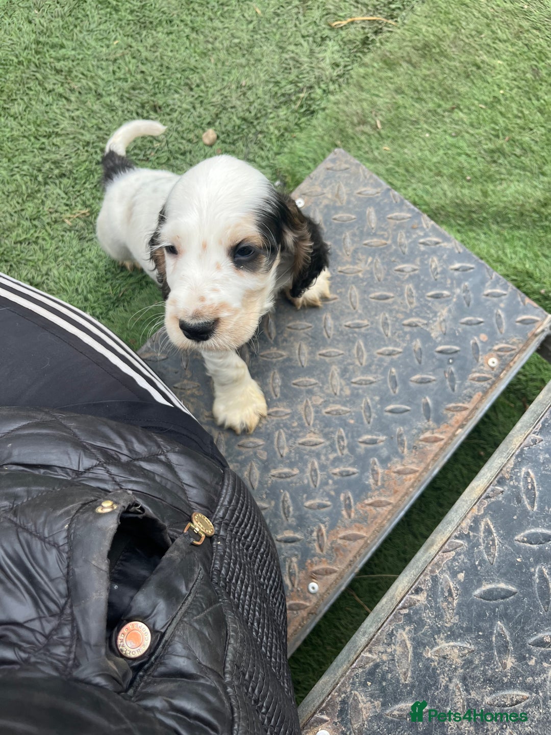 Cocker Spaniel dogs for sale: Beautiful show type cocker spaniels  in York - Image 14