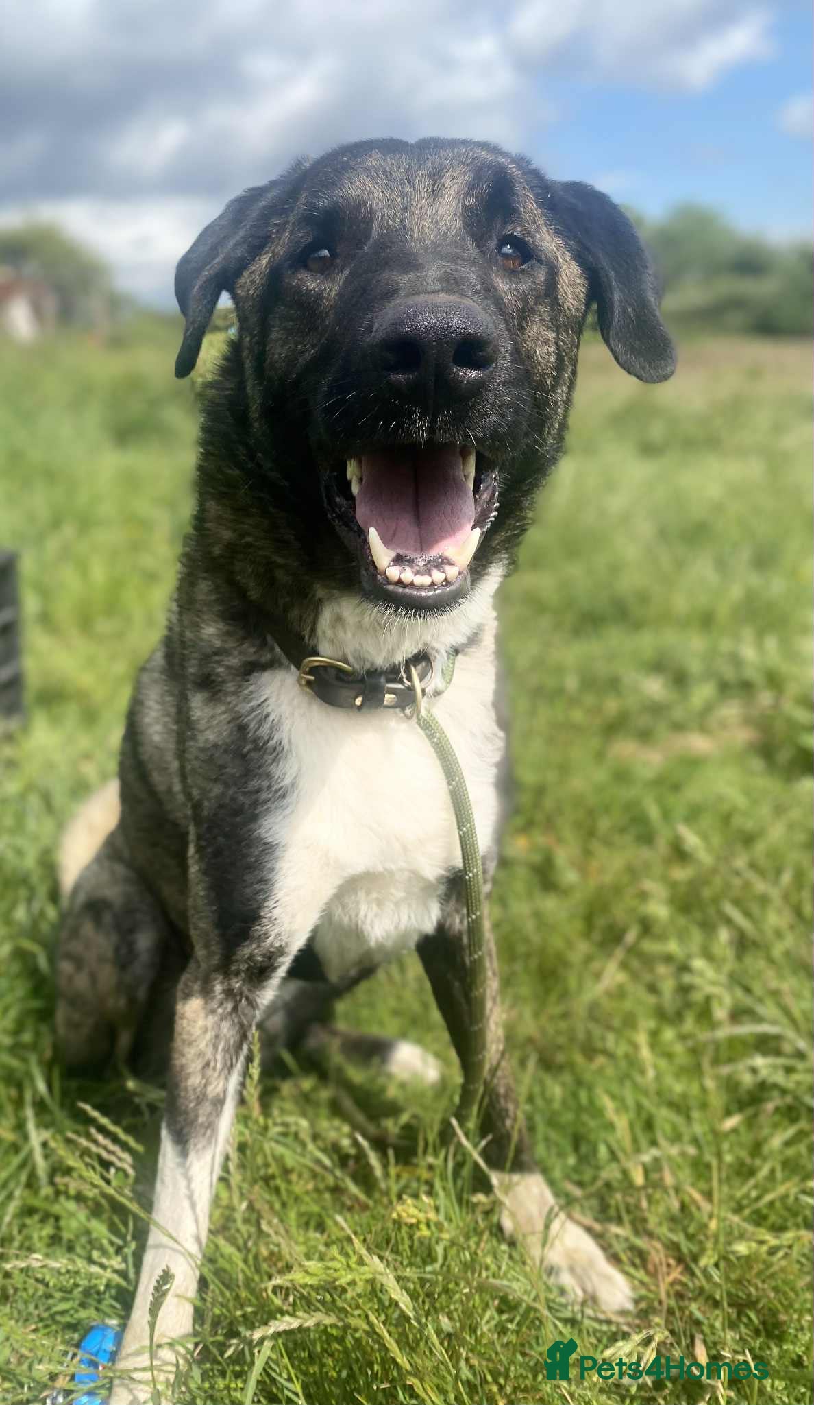 Mixed Breed dogs HANK - 3 Years Old, Large Mixed Breed Boy - Advert 1