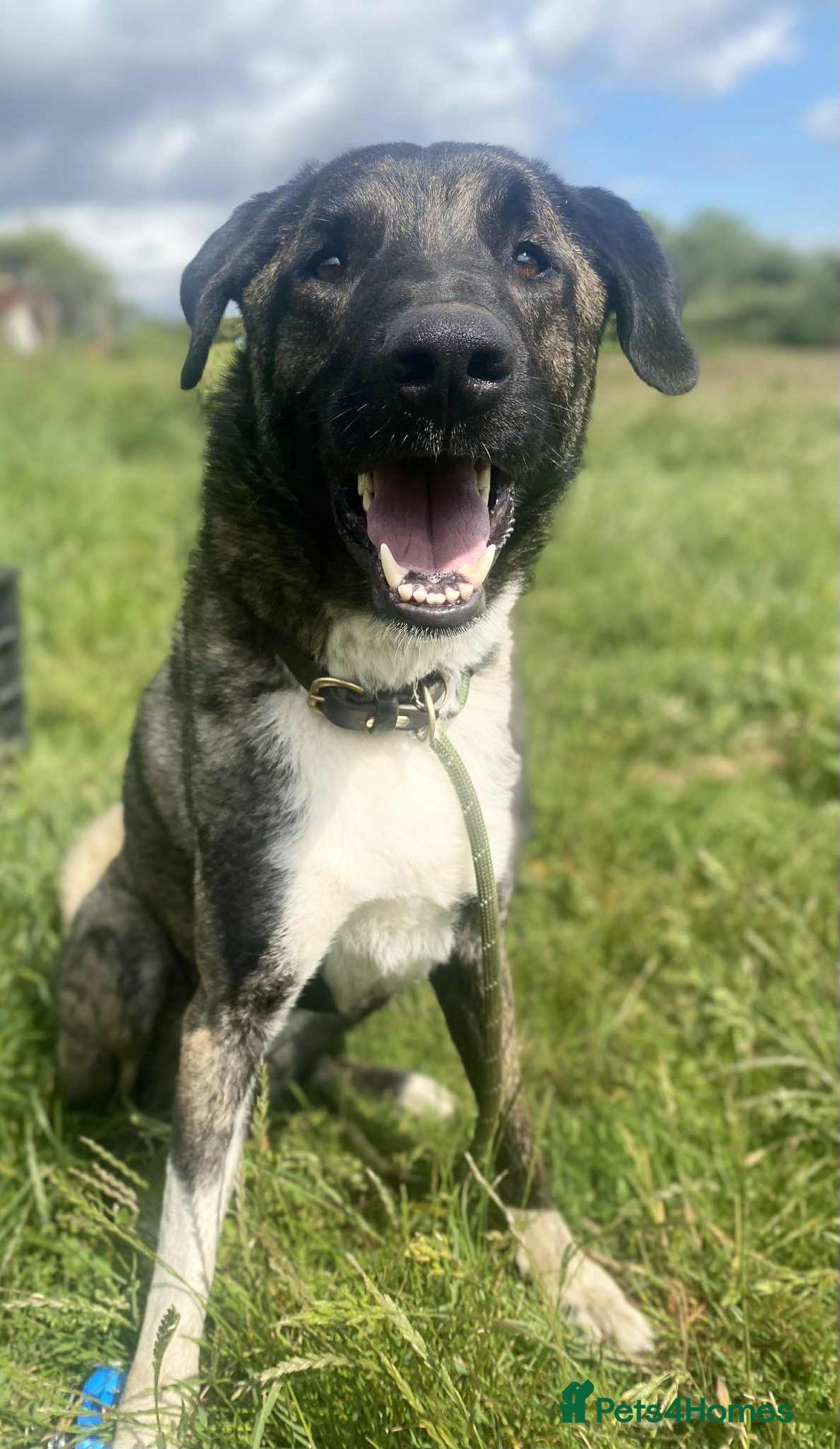 Mixed Breed dogs for adoption: HANK - 3 Years Old, Large Mixed Breed Boy - Advert 1