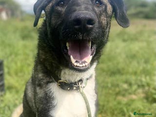 Mixed Breed dogs HANK - 3 Years Old, Large Mixed Breed Boy - Advert 1