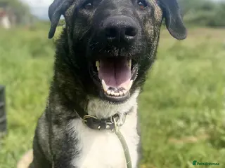 Mixed Breed dogs HANK - 3 Years Old, Large Mixed Breed Boy - Advert 17