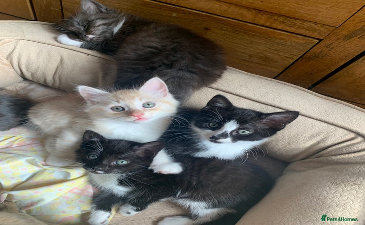 Mixed Breed cats - Advert 3