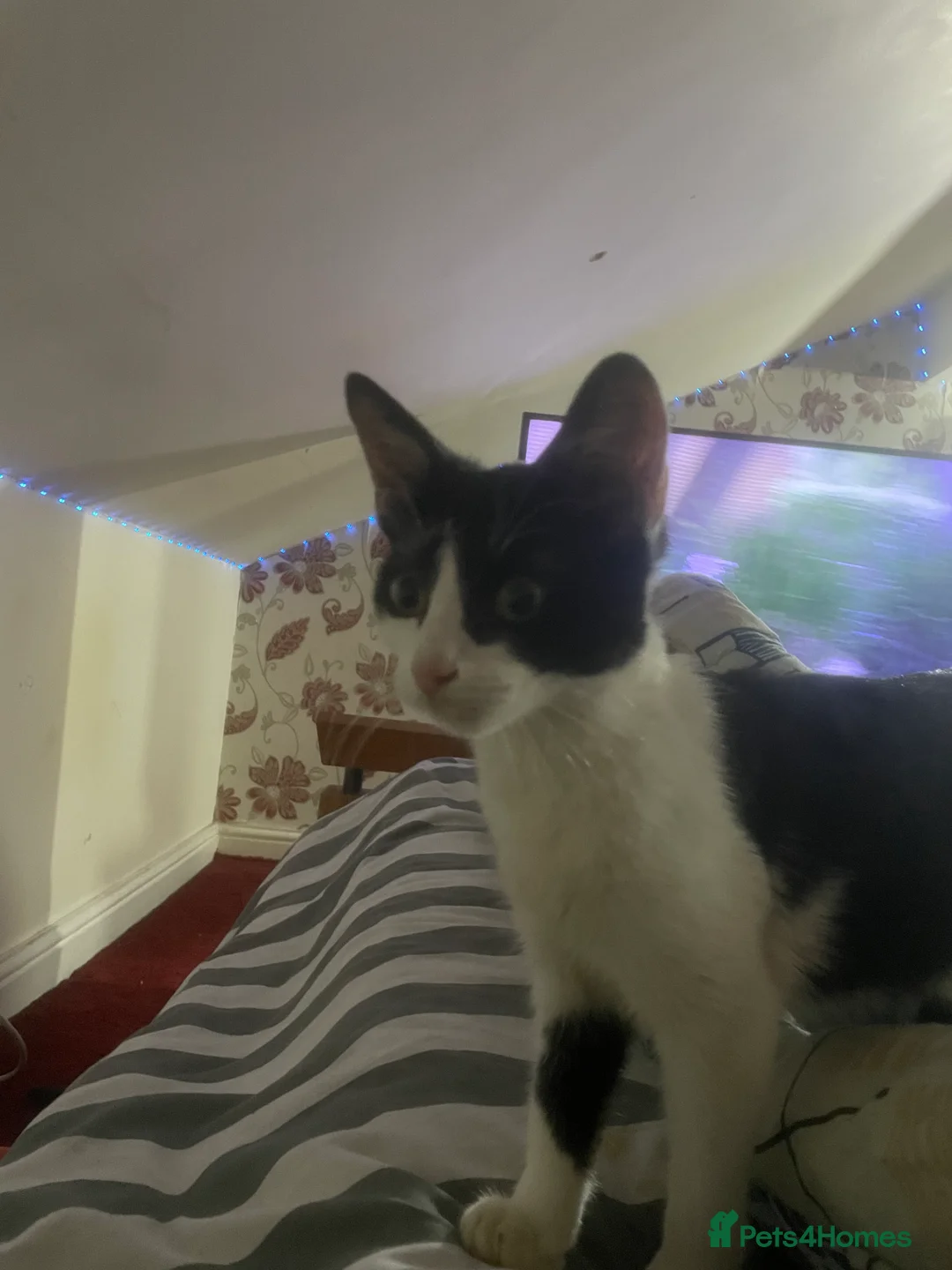 Mixed Breed cats for sale: Tuxedo cat  - Advert 3