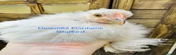 Chickens poultry for sale: 2 Rare Silkie Feathered Pekin Bantam Girls in Stafford - Advert 2